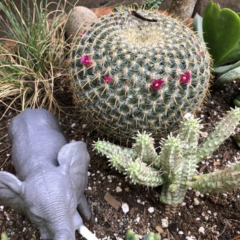 Lone Pine Gardens - Nurseries & Gardening Near Me - Sebastopol, California