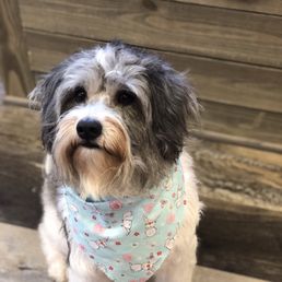 Joined their self wash discount club called Dirty Dog Club, amazing deal! Joined their self wash discount club called Dirty Dog Club, amazing deal!