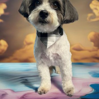The Plush Pooch Pet Spa - Pet Groomers Near Me - Alton, New Hampshire The Plush Pooch Pet Spa - Pet Groomers Near Me - Alton, New Hampshire