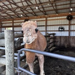 Three Miracles Farm - Camel !