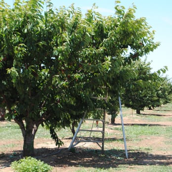 Pease Ranch - Fruits & Veggies Near Me - Brentwood, California