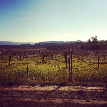 Alston Park - The vineyards outside the Alston perimeter - Dog Parks Near Me - Napa, California