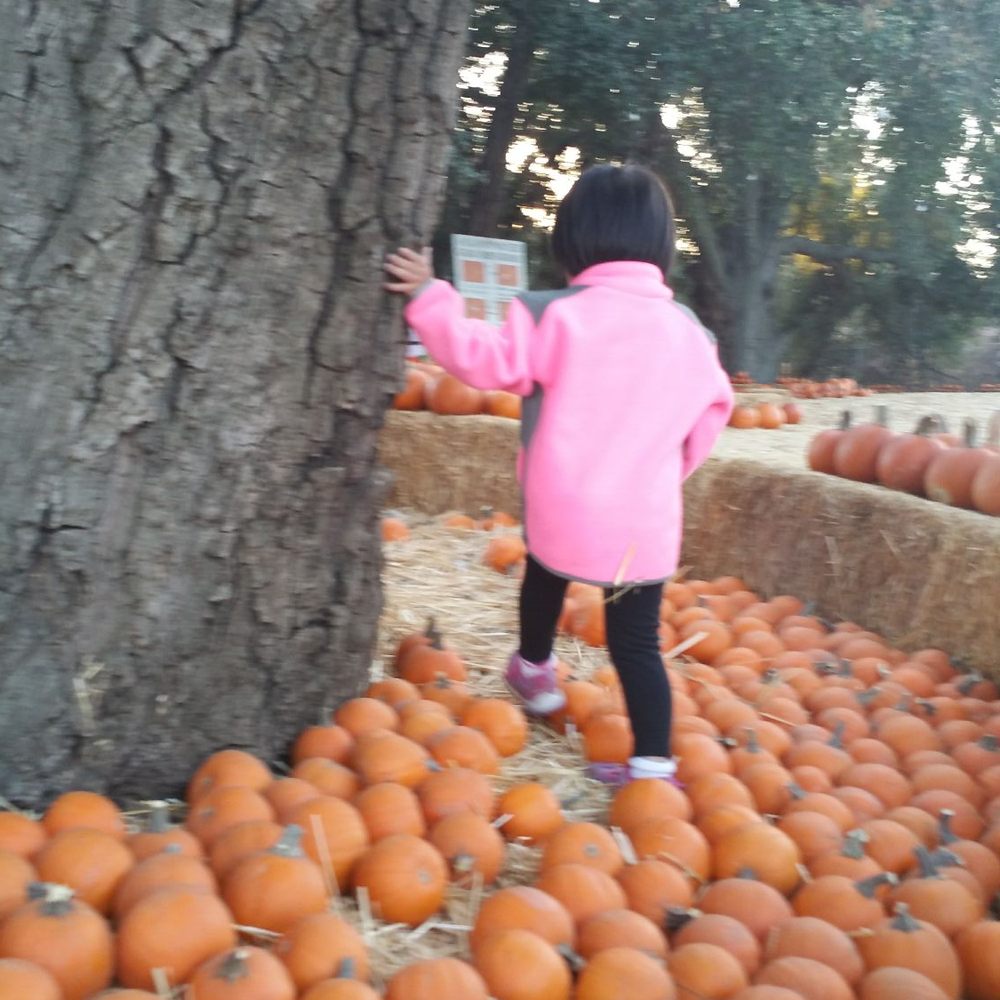 The Wickerd Farm - Had a blast at the Pumpkin Patch!!! - Christmas Trees Near Me - Menifee, California The Wickerd Farm - Had a blast at the Pumpkin Patch!!! - Christmas Trees Near Me - Menifee, California