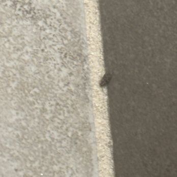 UFC FIT Centennial - Bugs on walls - Gyms Near Me - Las Vegas, Nevada