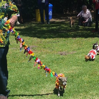 Chihuahua Pride Day - Festivals Near Me - Pacific Grove, California