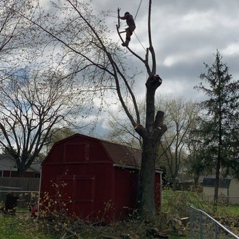 Too Tall's Tree Service - Tree Services Near Me Too Tall's Tree Service - Tree Services Near Me