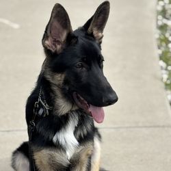 No Dog Left Behind K9 Training - My German Shepherd on his walking lesson with Tricia.