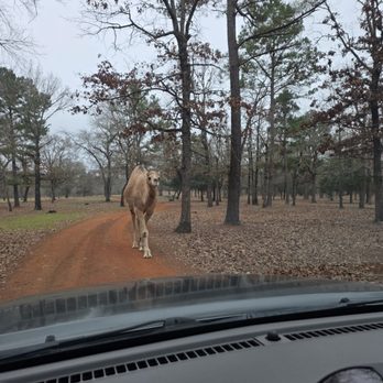 Cherokee Trace Drive Thru Safari - Parks Near Me - Jacksonville, Texas