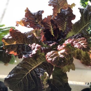 B-Town Botanicals - Hydroponics Near Me - Bloomington, Indiana