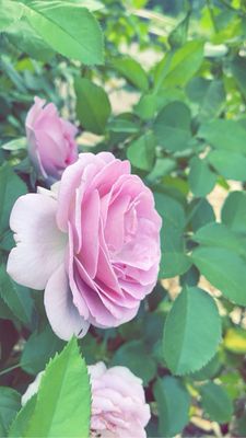 Ritter Park Rose Garden by null