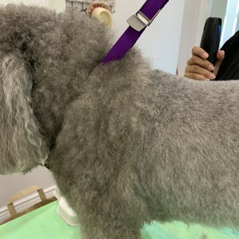 Swag Cuts Grooming - Pet Groomers Near Me