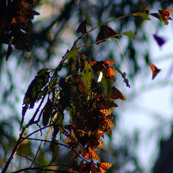 Coronado Butterfly Preserve - Parks Near Me - Goleta, California Coronado Butterfly Preserve - Parks Near Me - Goleta, California