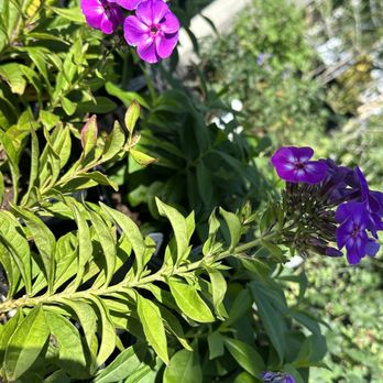 Hanover Plant Farm - Nurseries & Gardening Near Me - Ashland, Virginia