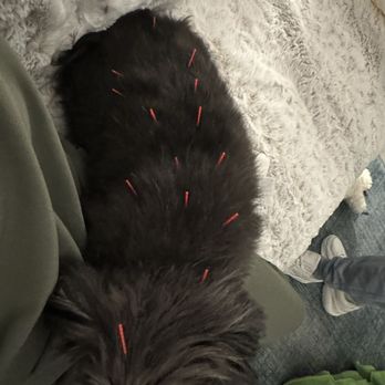Laika Vet Services - Baxter with all his wittle needles! - Holistic Animal Care Near Me Laika Vet Services - Baxter with all his wittle needles! - Holistic Animal Care Near Me
