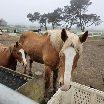 Five Brooks - Corral - Horseback Riding Near Me - Bodega Bay, California