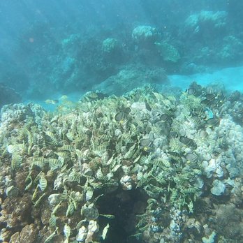 Trilogy Excursions - GoPro photo of the fish - Snorkeling Near Me - Lahaina, Hawaii Trilogy Excursions - GoPro photo of the fish - Snorkeling Near Me - Lahaina, Hawaii