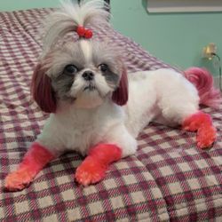 Essntl Dog Groomers