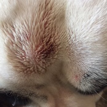 Camp Bow Wow - Our 10 month old puppy came home with two good sized bites and aprox. 20 small bites all over the top of his head. - Pet Training Near Me - Monument, Colorado