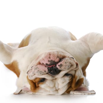 Manny's Pet Sitting Services - Manny's Pet Services - Dog Walkers Near Me Manny's Pet Sitting Services - Manny's Pet Services - Dog Walkers Near Me