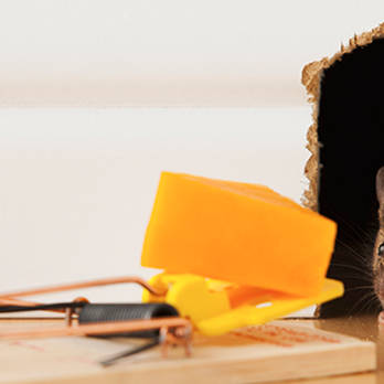 Serenity Pest Control - Pest Control Near Me Serenity Pest Control - Pest Control Near Me