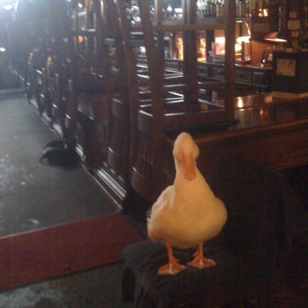 Conor Byrne Pub - so a duck walks into Conor Byrne - Pubs Near Me - Seattle, Washington Conor Byrne Pub - so a duck walks into Conor Byrne - Pubs Near Me - Seattle, Washington