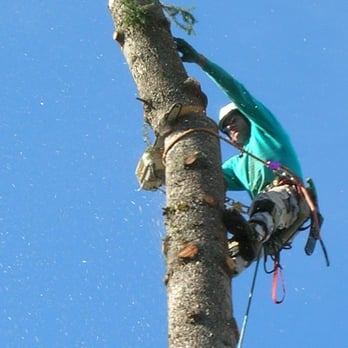 Blooma Tree Experts - Martin, ISA Certified Arborist, removing a tree safely. - Tree Services Near Me - Seattle, Washington Blooma Tree Experts - Martin, ISA Certified Arborist, removing a tree safely. - Tree Services Near Me - Seattle, Washington