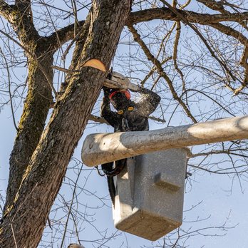 Jandreau's Tree Service - Tree Services Near Me - Meriden, Connecticut