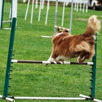 Dog Quest - Abee jumping - Pet Training Near Me - Escondido, California Dog Quest - Abee jumping - Pet Training Near Me - Escondido, California