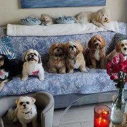 Judy's Dog Boarding & Sitting - 10 new friends at Aunt Judys