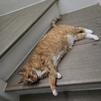 Pawsomely Perfect Pet Sitting - Pet Sitting Near Me - Walnut Creek, California Pawsomely Perfect Pet Sitting - Pet Sitting Near Me - Walnut Creek, California