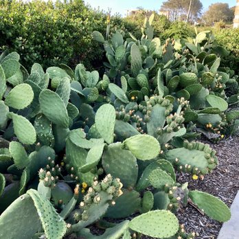 Scripps Institution of Oceanography - Just starting to bloom. This is going to be gorgeous in a couple more weeks. 6/9/2019 - Colleges & Universities Near Me - La Jolla, California