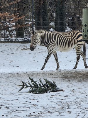 Hellabrunn Zoo by null