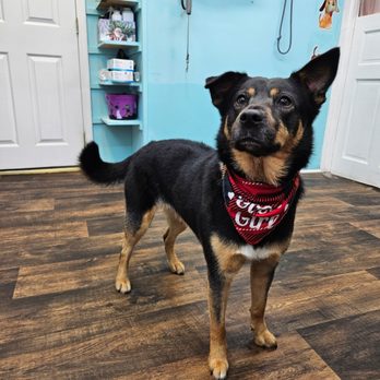 Happypupsrus - Pet Groomers Near Me - Lakehurst, New Jersey Happypupsrus - Pet Groomers Near Me - Lakehurst, New Jersey