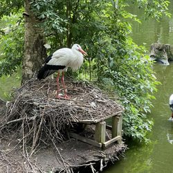 Wildpark-MV - Storchennest (Mai 2022)