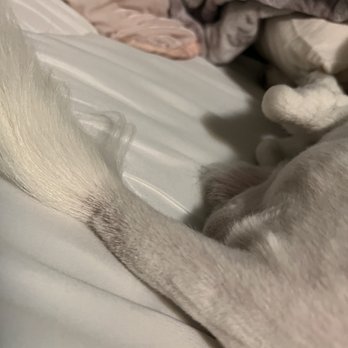 Royal Pet Center - scrapped his skin on his tail. - Pet Stores Near Me - Lynwood, California Royal Pet Center - scrapped his skin on his tail. - Pet Stores Near Me - Lynwood, California