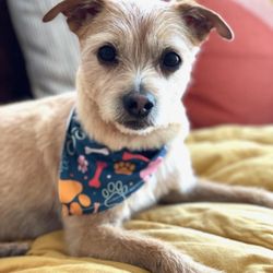 Doggy Fresh Grooming