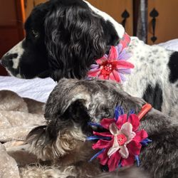Soggie Paws - After grooming photo