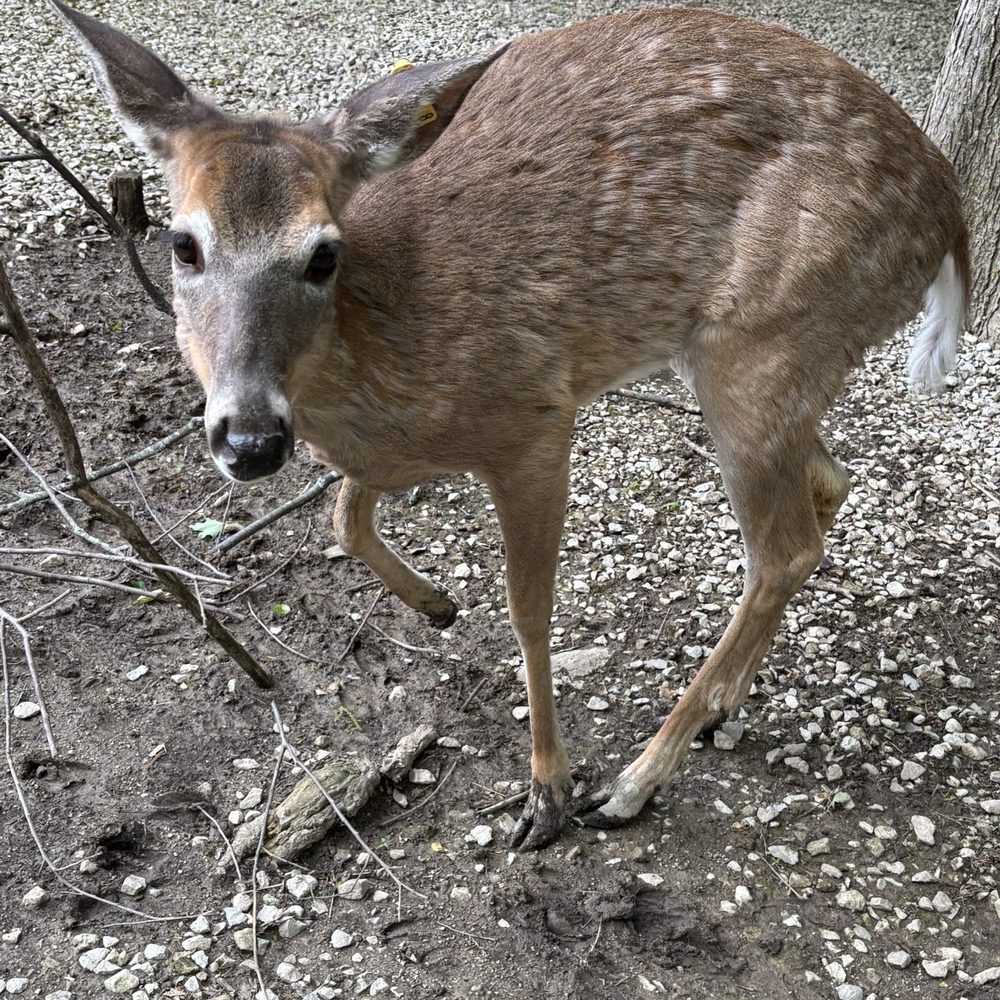 Olentangy Indian Caverns - Deer - Tours Near Me - Delaware, Ohio