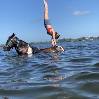 Florida Beach Horses - Handstand - Beaches Near Me - Bradenton, Florida