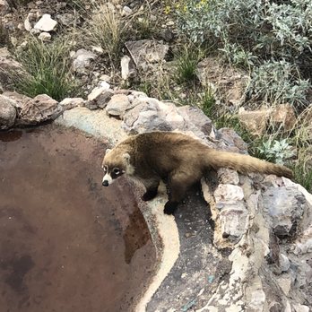 Colossal Cave Mountain Park - Wild coati getting a drink - Museums Near Me - Vail, Arizona