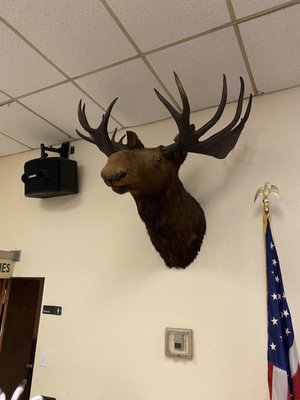The Moose - Hayward-Castro Valley Lodge 1491 by null