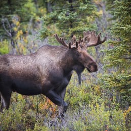 Moose about 15 miles in! Didn't even need to take a bus! Moose about 15 miles in! Didn't even need to take a bus!