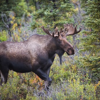 Denali National Park - Moose about 15 miles in! Didn't even need to take a bus! - Parks Near Me Denali National Park - Moose about 15 miles in! Didn't even need to take a bus! - Parks Near Me