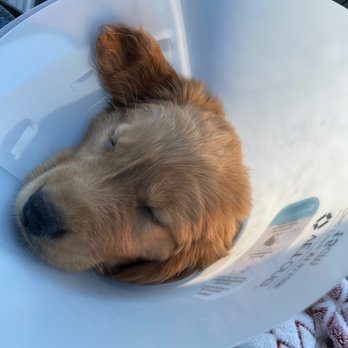 Veterinary Emergency Group - Millie on her way home - Emergency Pet Hospital Near Me - San Ramon, California