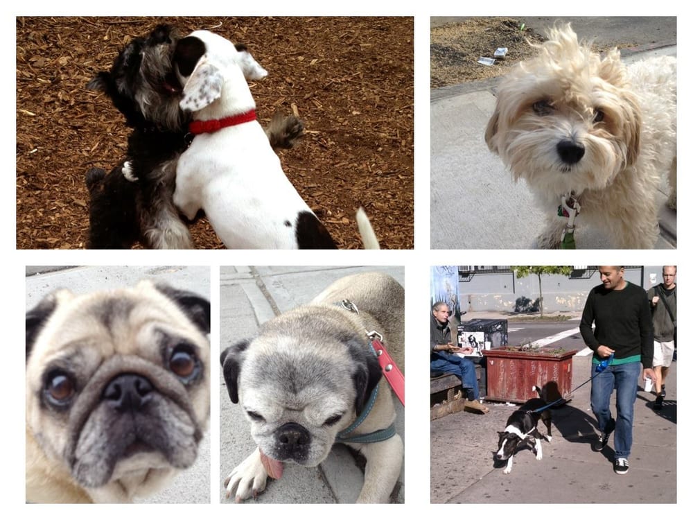 Brooklyn Bitches - pet boarding facility in Brooklyn, NY