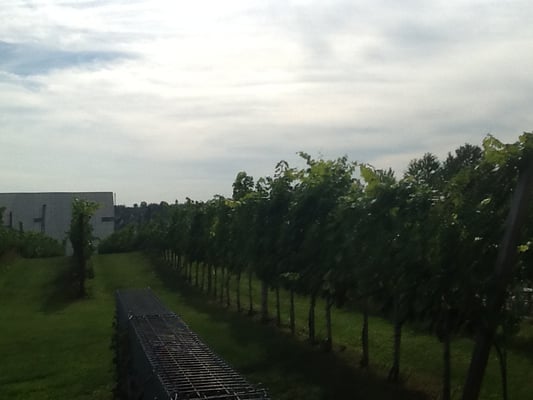 LOISIUM Wine & Spa Resort Langenlois by null