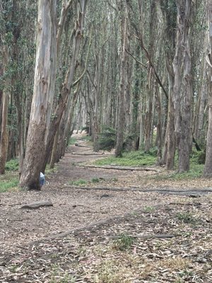 Andy Goldsworthy's Wood Line by null