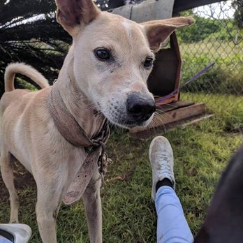 air animals pet movers