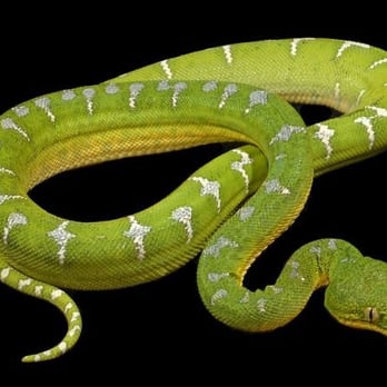 General Exotics - Pet Stores Near Me - Moore, Oklahoma