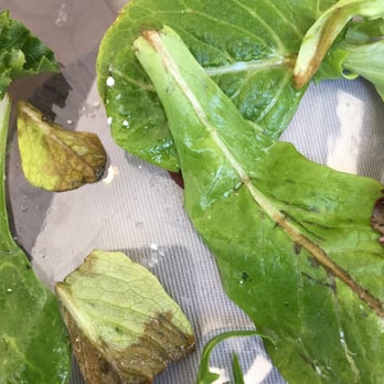 Cafe 152 Bread Company - Tired lettuce! - Bakeries Near Me - Gilroy, California
